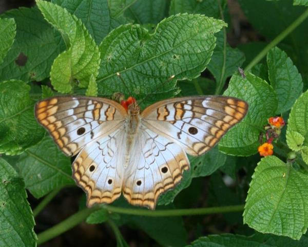 White Peacock 
